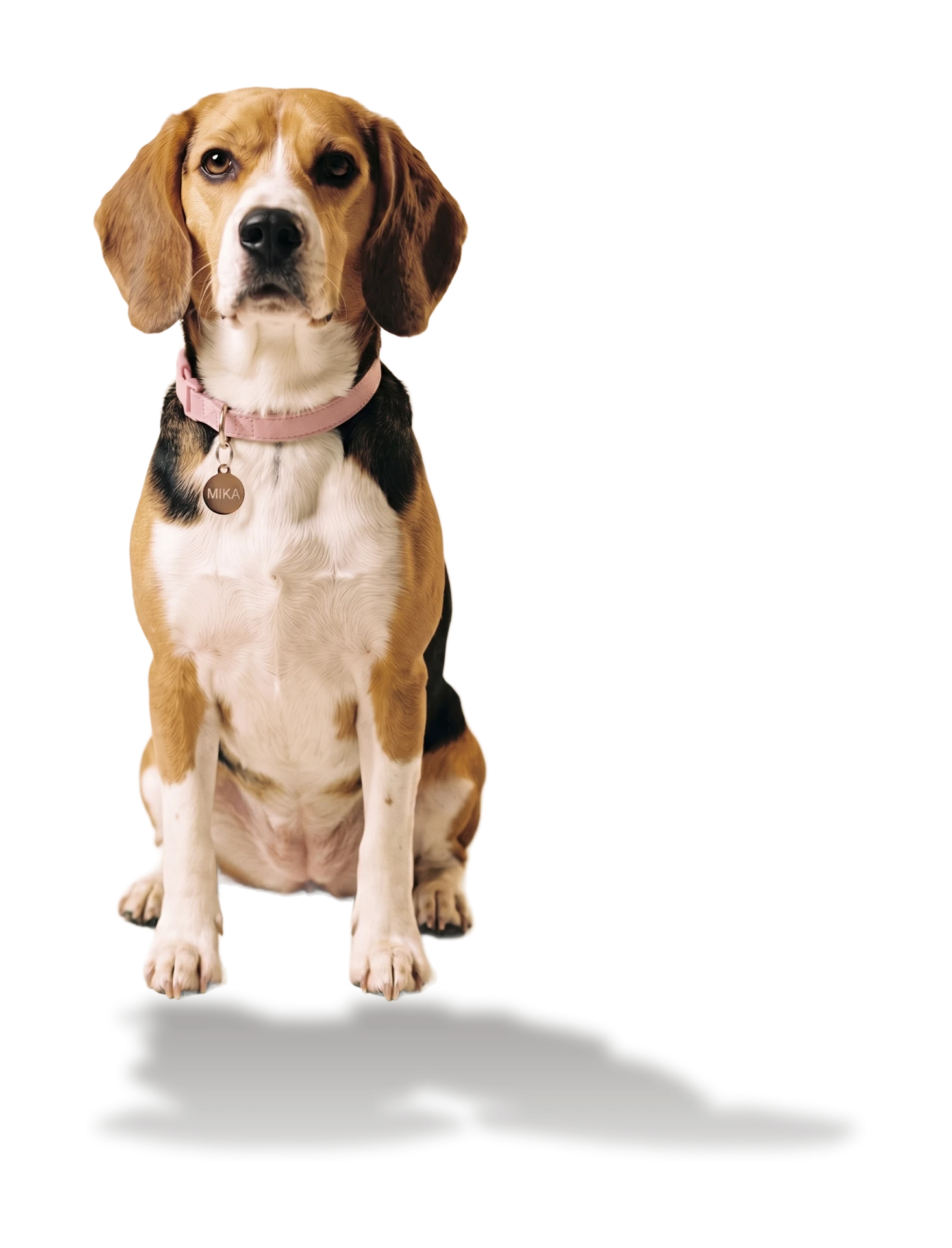 Mika, Beagle's attentive beagle mascot